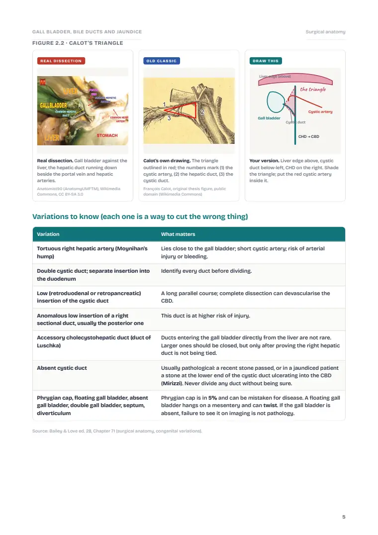 The Gallbladder and Bile Ducts, page 5: Inside the chapter