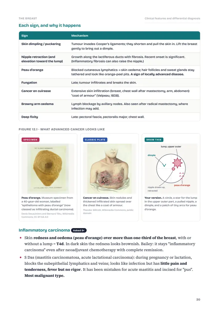 The Breast, page 20: Inside the chapter