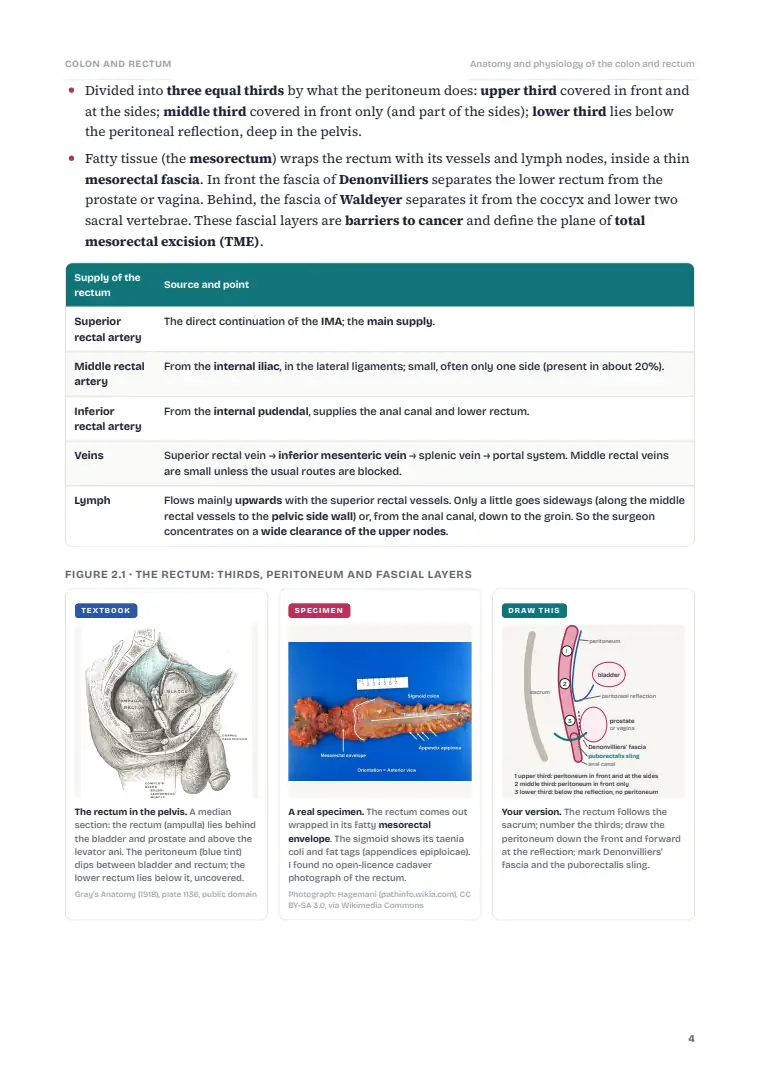 The Large Intestine and Rectum, page 4: Inside the chapter