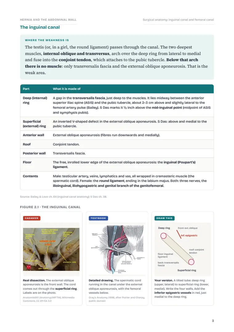 The Abdominal Wall, Hernia and Umbilicus, page 3: Inside the chapter