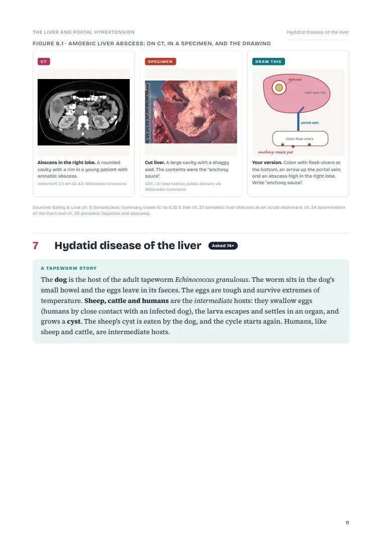 The Liver, page 11: Inside the chapter