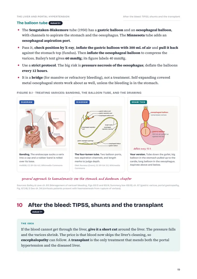 The Liver, page 19: Inside the chapter