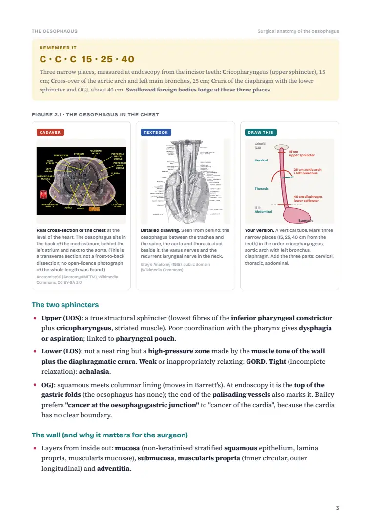 The Oesophagus, page 3: Inside the chapter