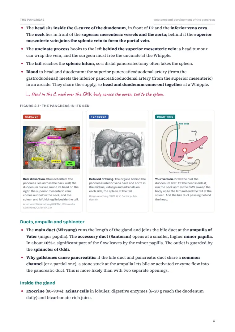 The Pancreas, page 3: Inside the chapter