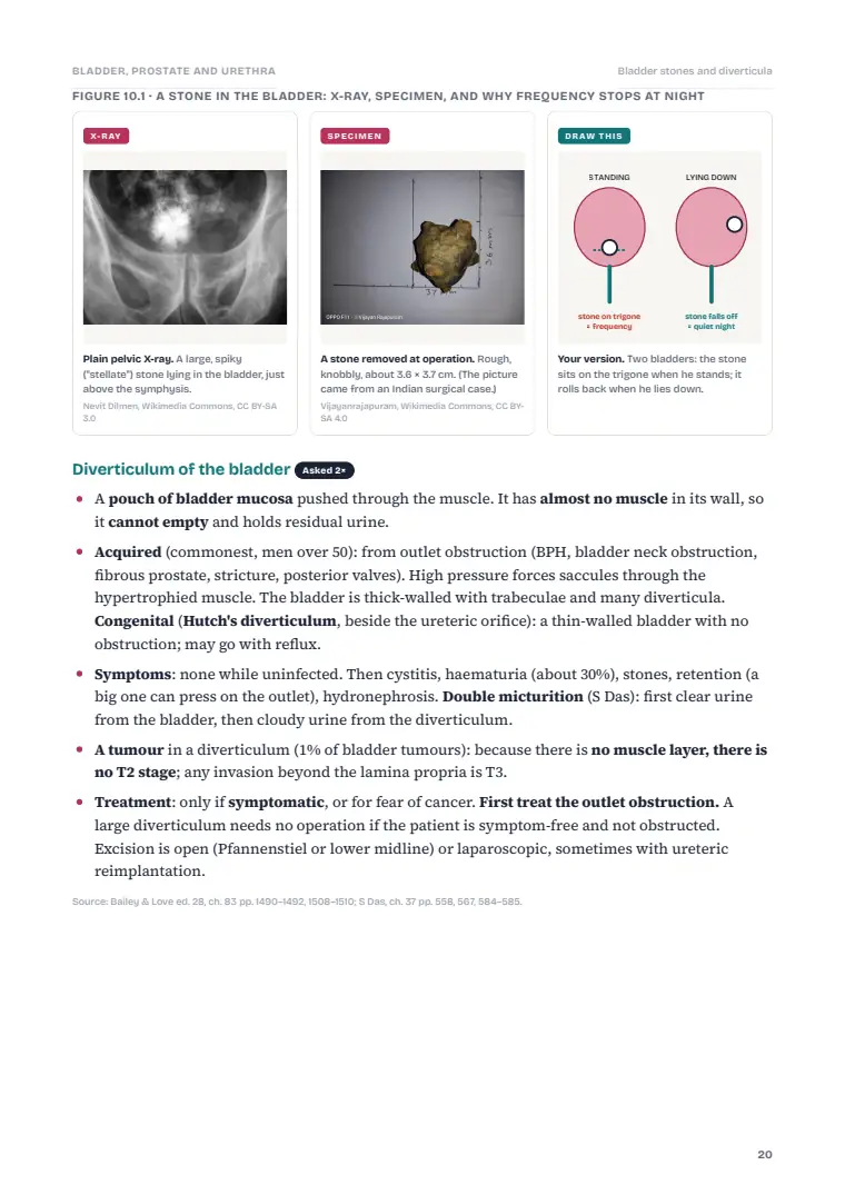 The Urinary Bladder, Prostate and Urethra, page 20: Inside the chapter