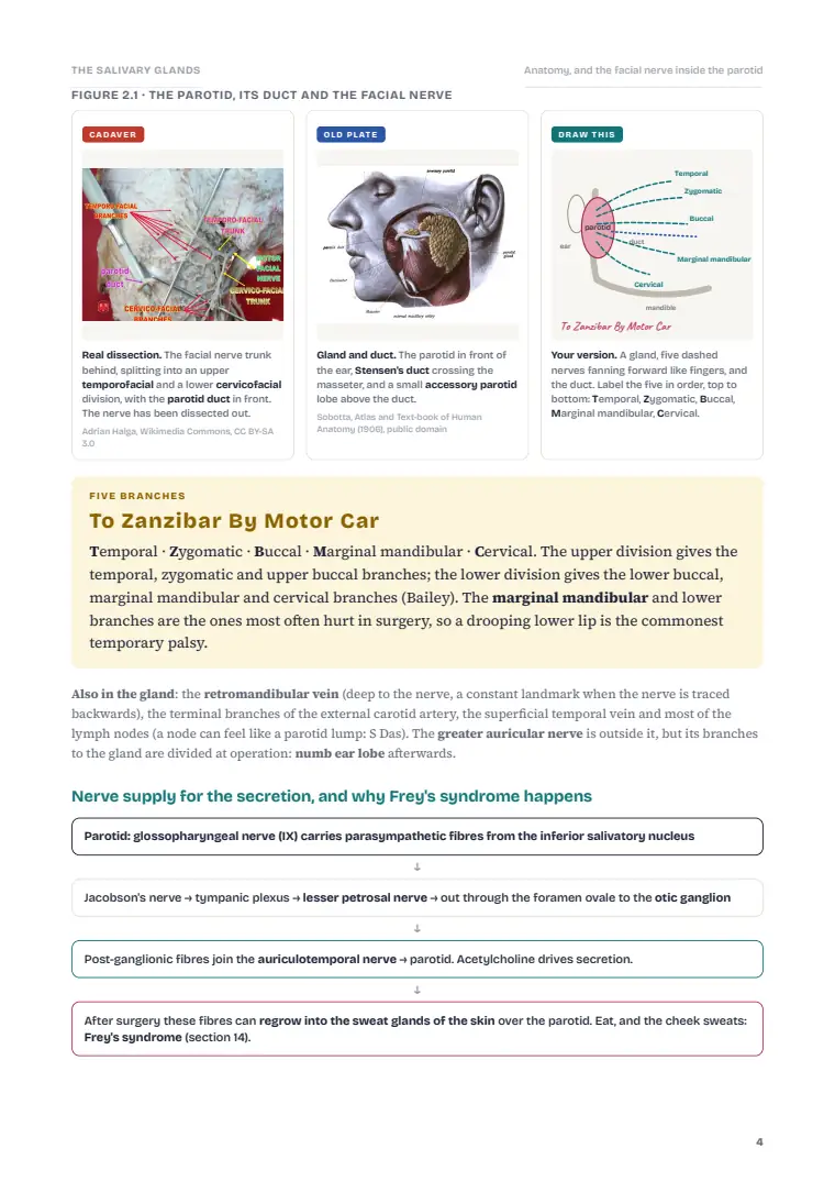 Disorders of the Salivary Glands, page 4: Inside the chapter