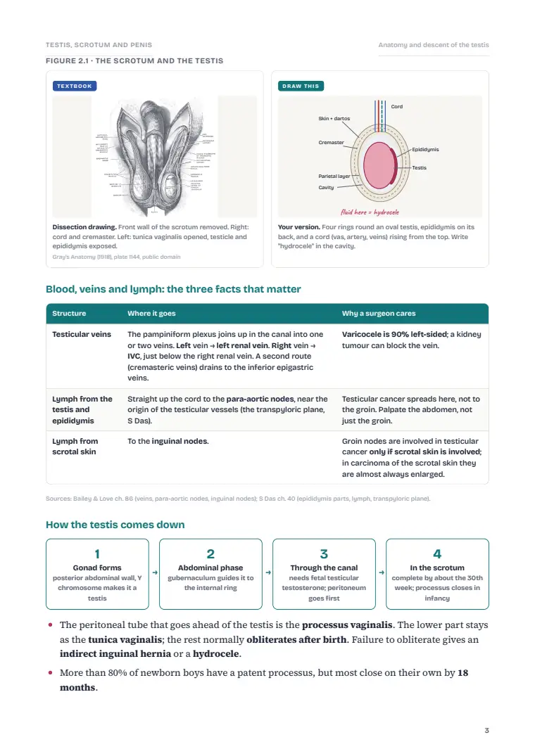 The Testis, Scrotum and Penis, page 3: Inside the chapter