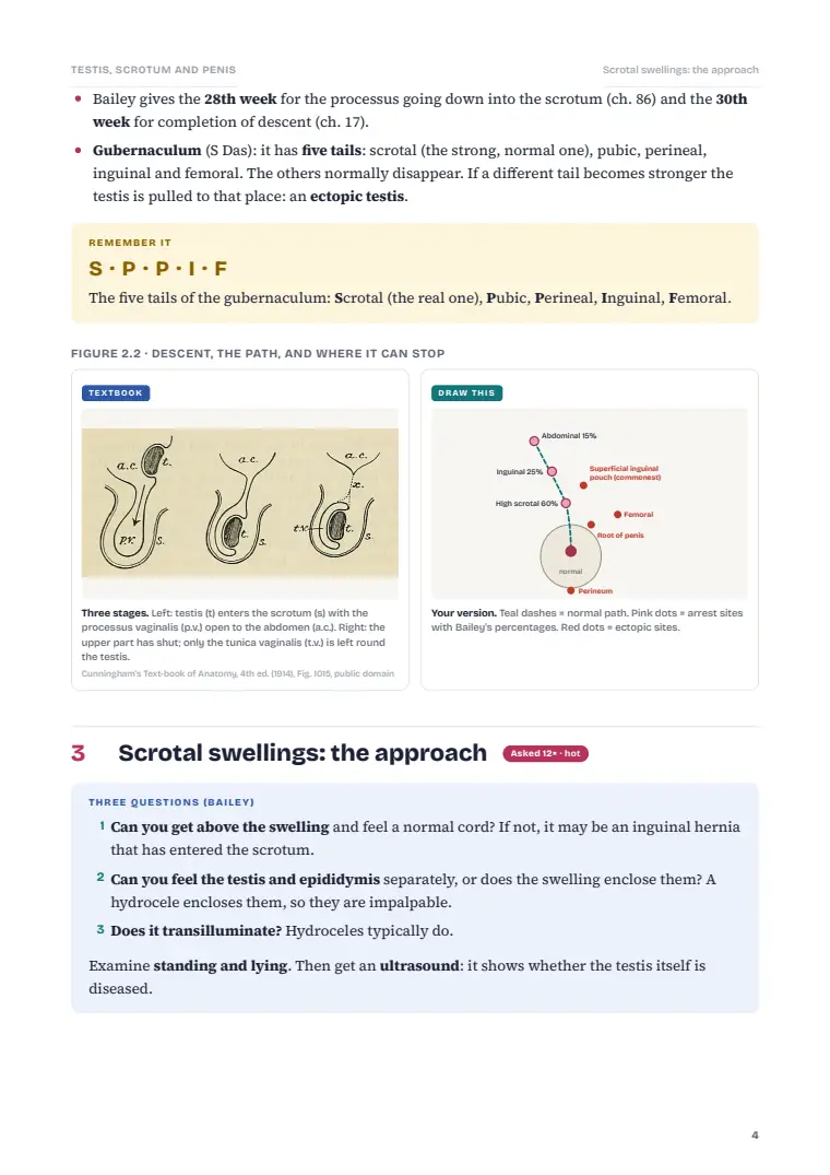 The Testis, Scrotum and Penis, page 4: Inside the chapter