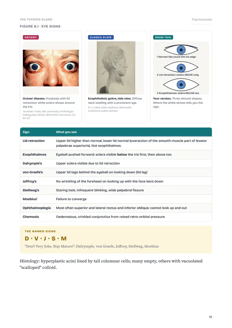 The Thyroid Gland, page 12: Inside the chapter