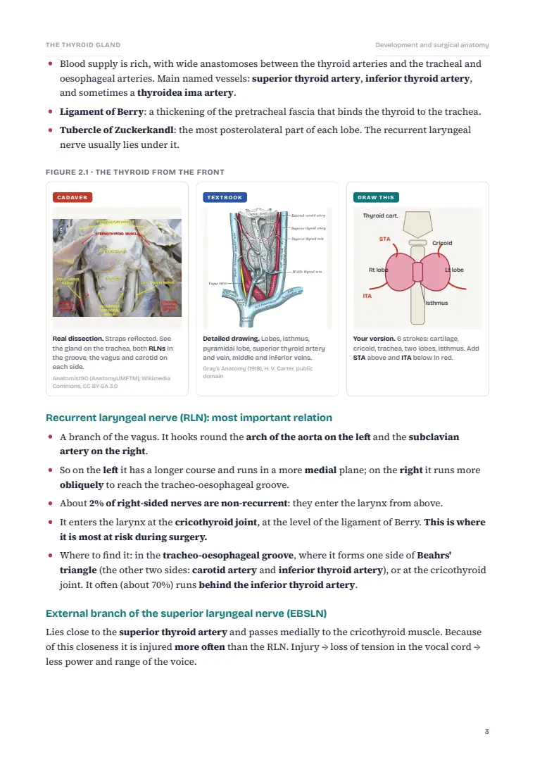 The Thyroid Gland, page 3: Inside the chapter