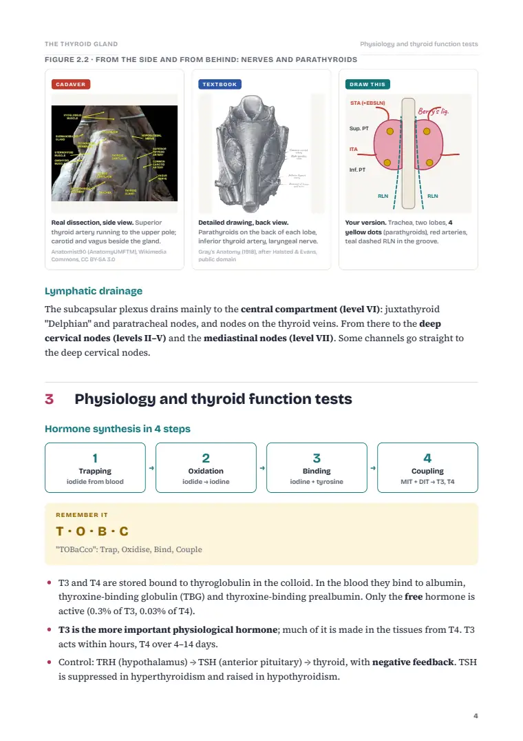 The Thyroid Gland, page 4: Inside the chapter